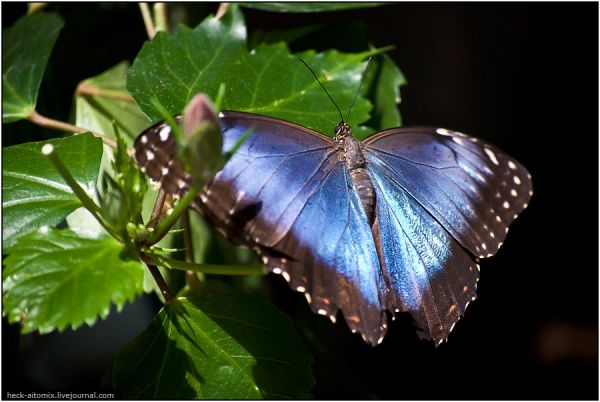 Бабочки из парка Онтарио
